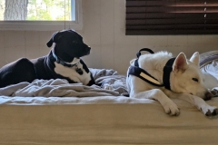 Shared Space- Buddies