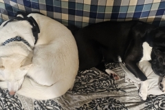 BUDDIES BEYOND