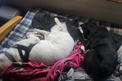 Slumbering Buddies