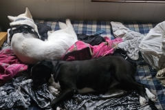 Cuddles anyone