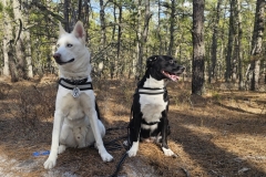 HAPPY POSERS