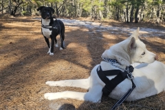 Aries watching out for Deer