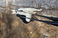 Love these walks
