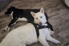 BUDDIES AGAIN