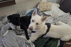 Pawfect Together