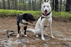 Amzing Walks ith the buddies!