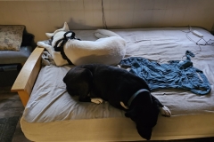 Sleepin Arrangement