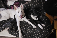 FRIENDS - Calm Buddies