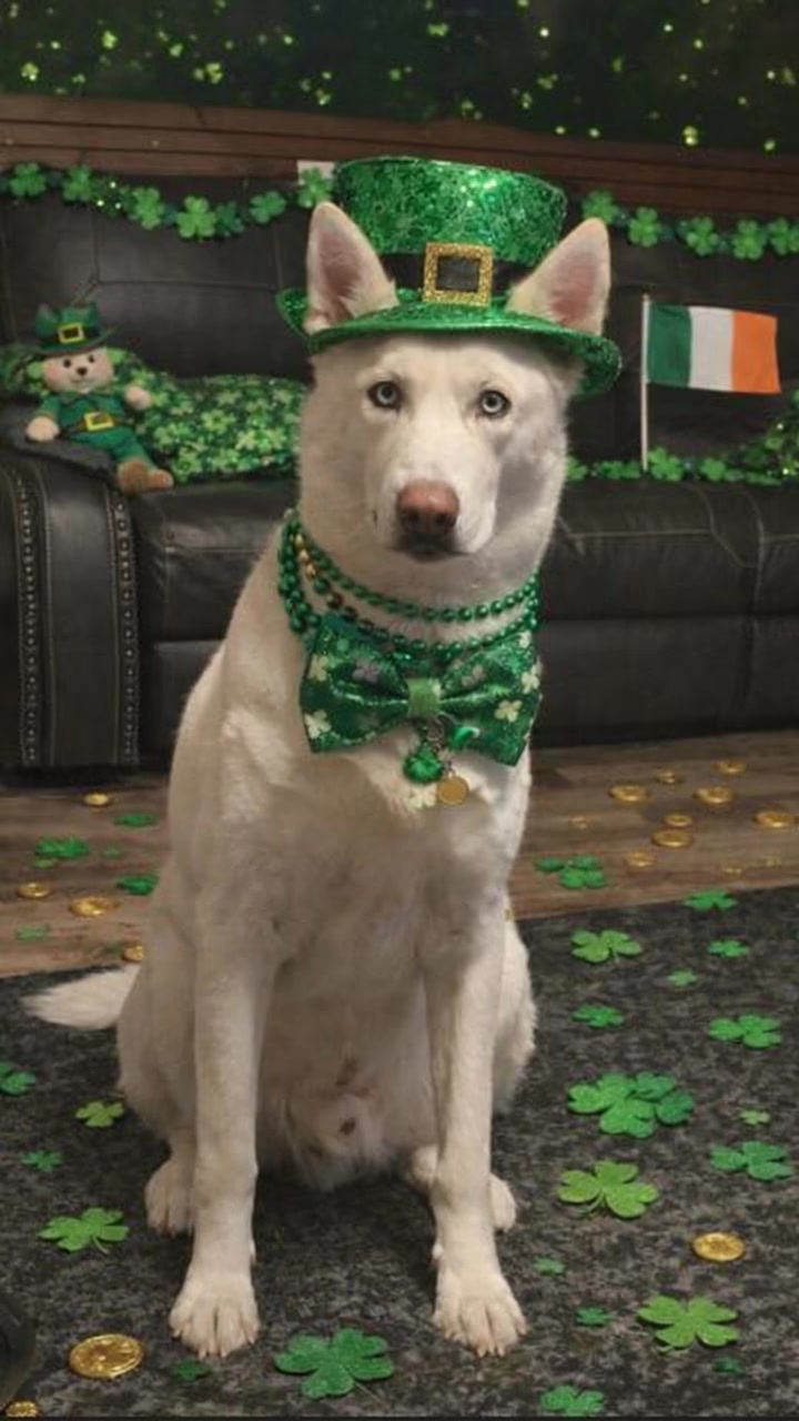 𝐏𝐢𝐬𝐜𝐞𝐬 𝐌𝐞𝐝𝐢𝐚